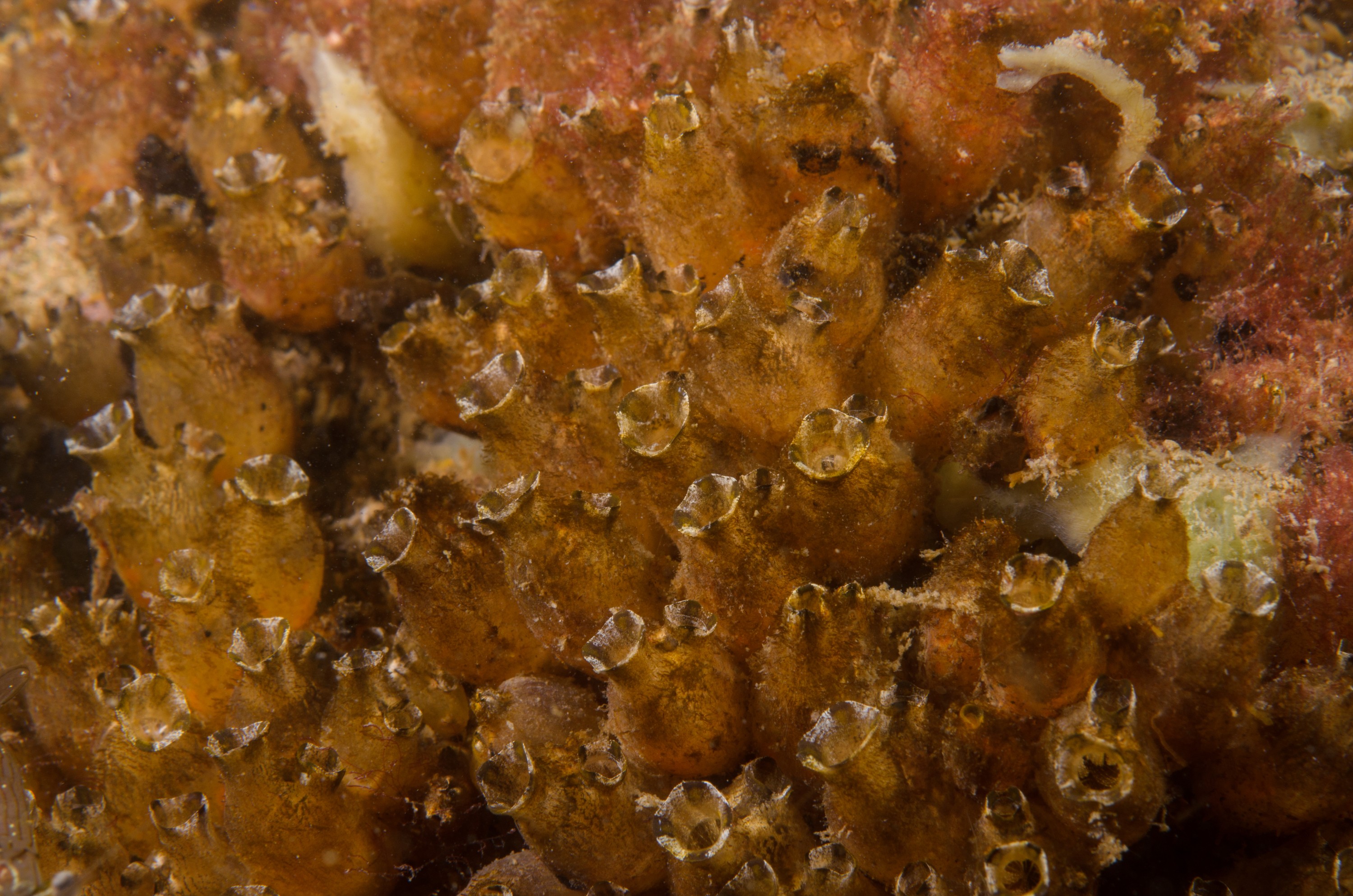 DSC_1679 – crispin, nz, new, zealand, new zealand, aug16_cm, Polyandrocarpa, zorritensis, invasive, pest, ascidian,